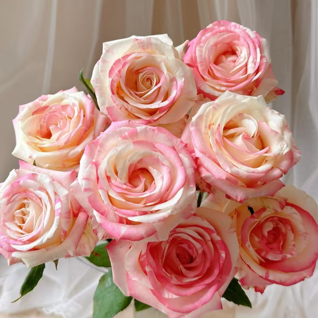 霓裳单头玫瑰 十支装【零度以下不拍保温棉不售后】