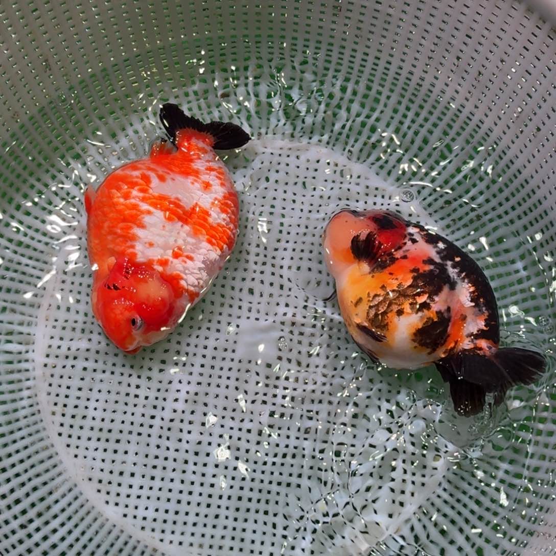 金鱼类不分公母 12