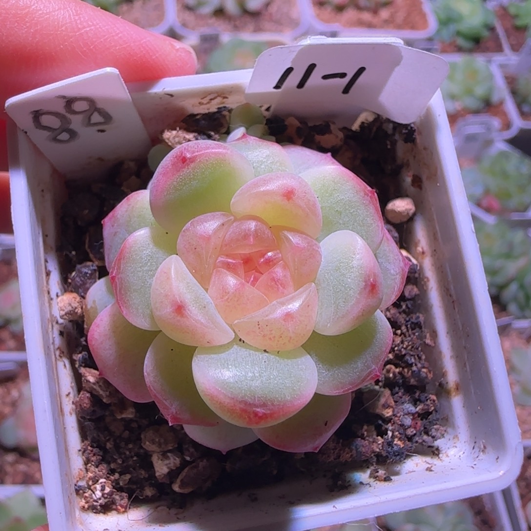 11-1福利甜心童话单头带崽