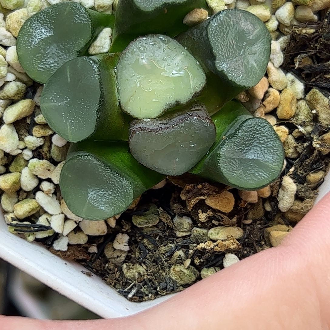 空门万象十二卷多肉植物