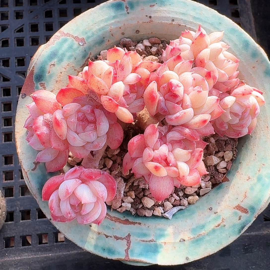 不知名糖心小群生带瓷盆