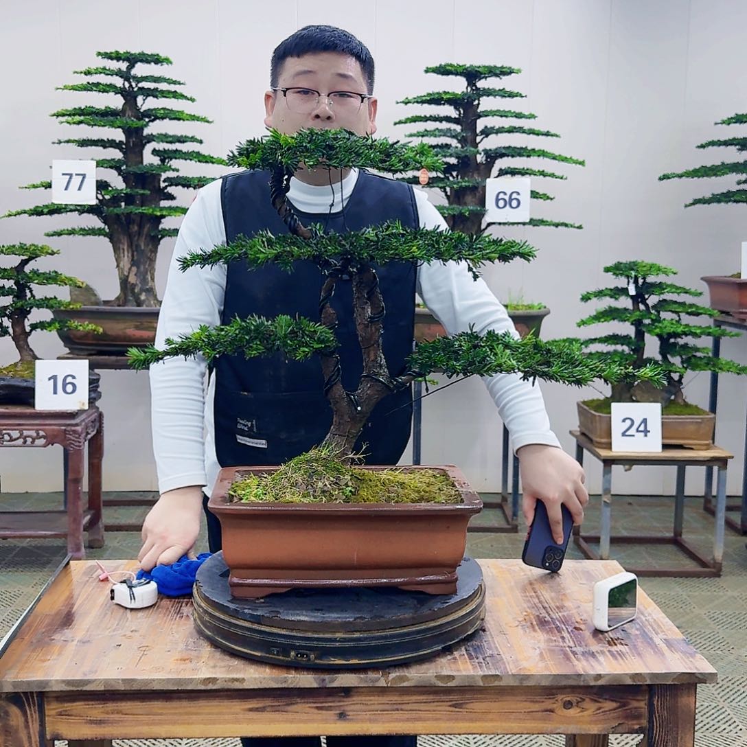 盆景米叶罗汉松盆景