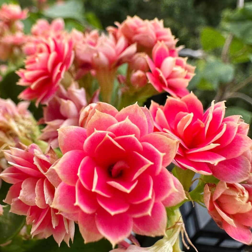 【珊瑚】水粉色带金边110盆长寿花