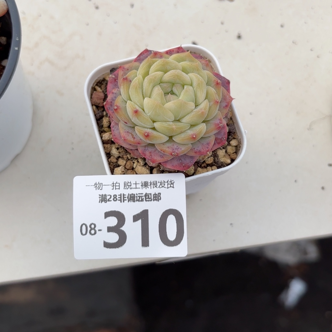 美尼单头多肉多肉