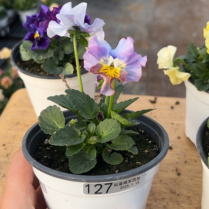 红陶抖音直播闪拍127