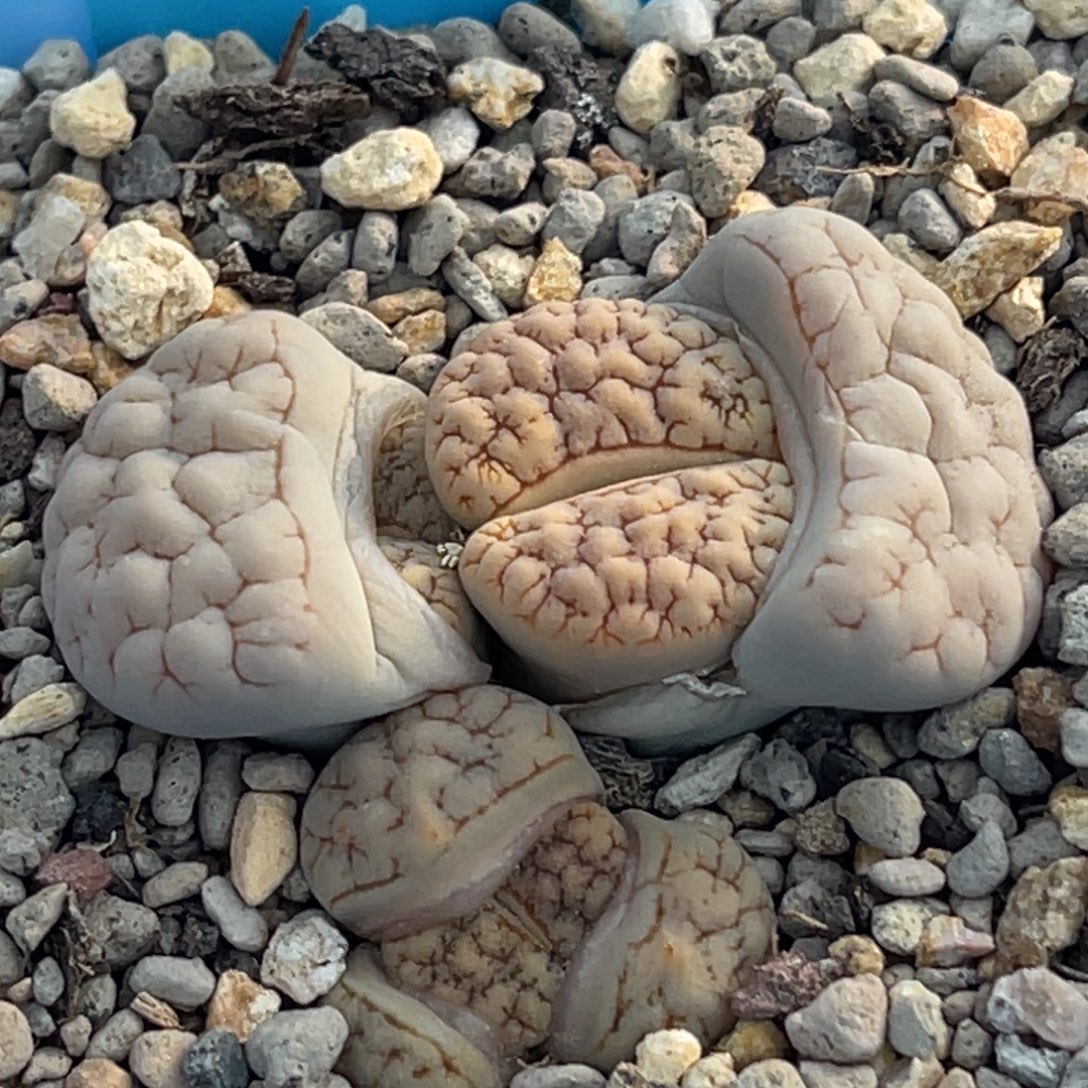 8242三头荒群一颗