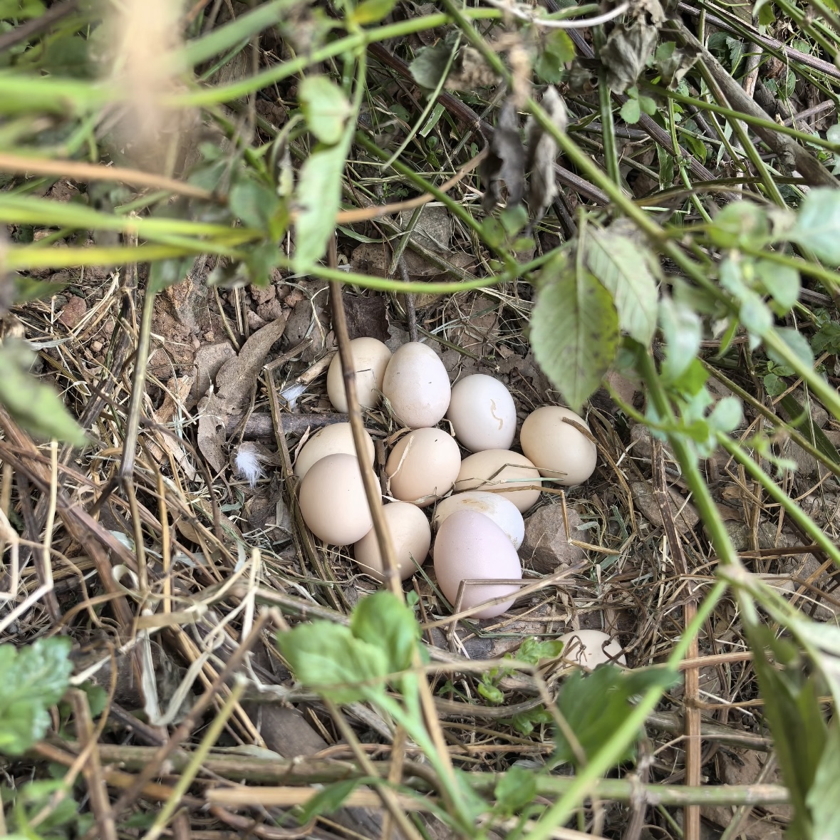 云南散养土鸡蛋40枚