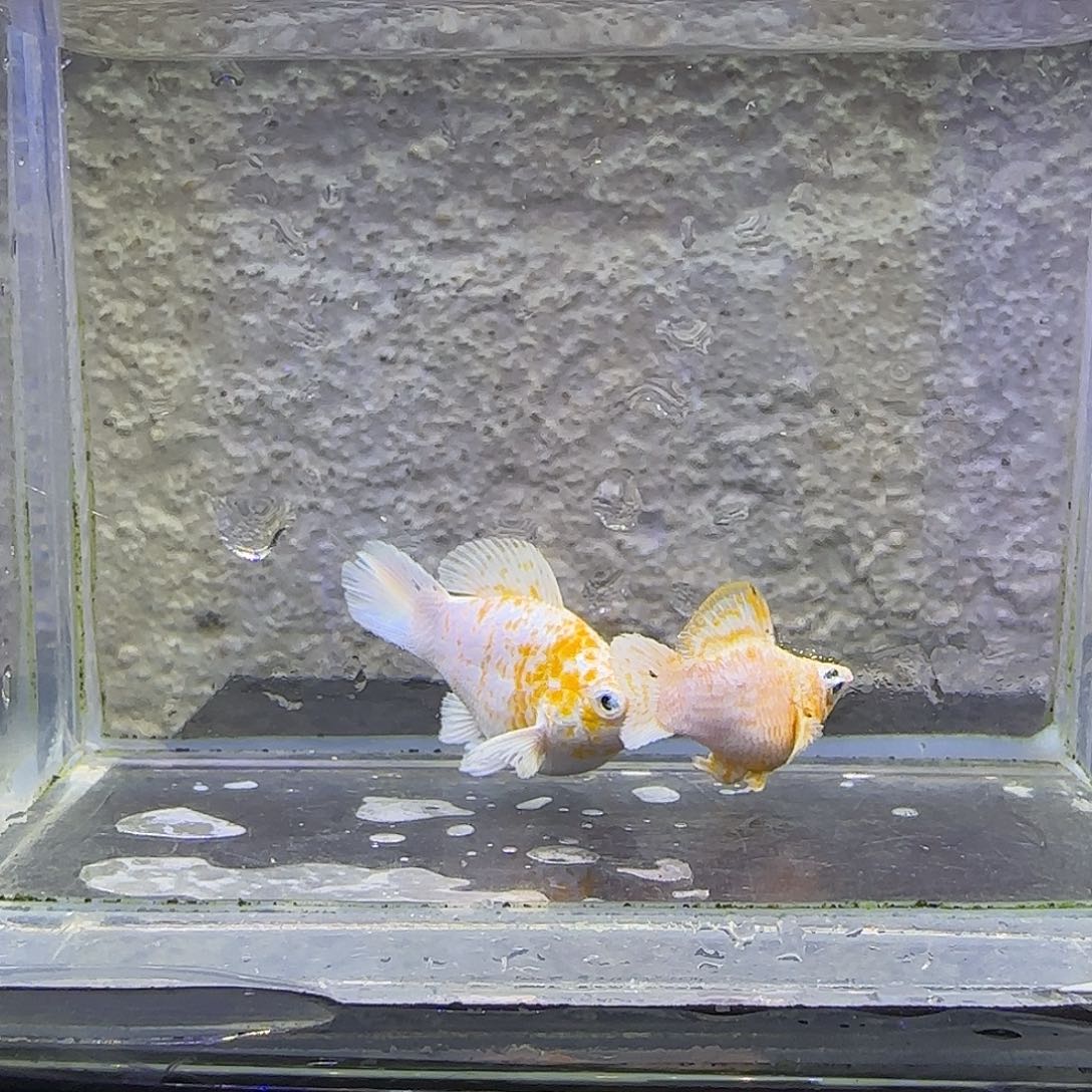 孔雀鱼樱花玛丽。6号