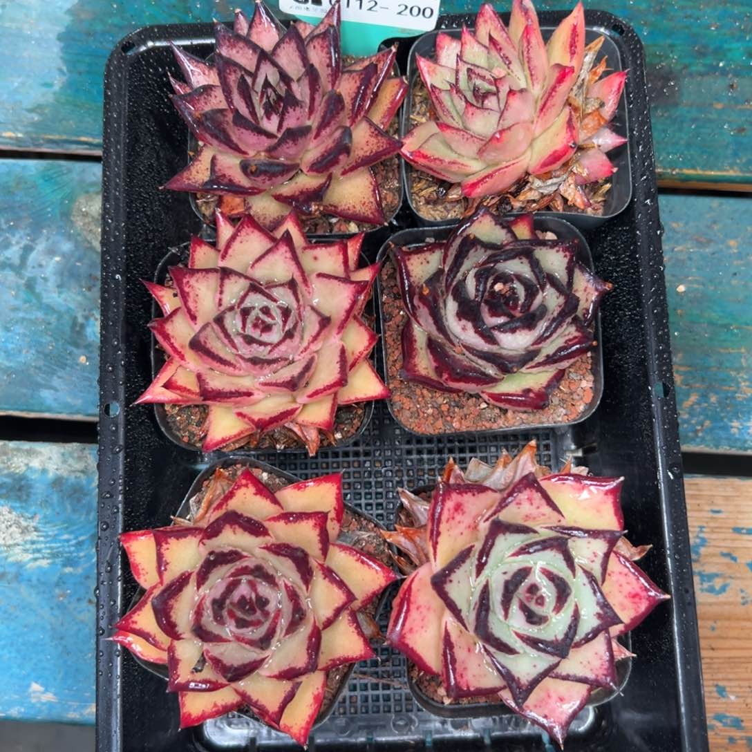 多肉一物一拍0112.200