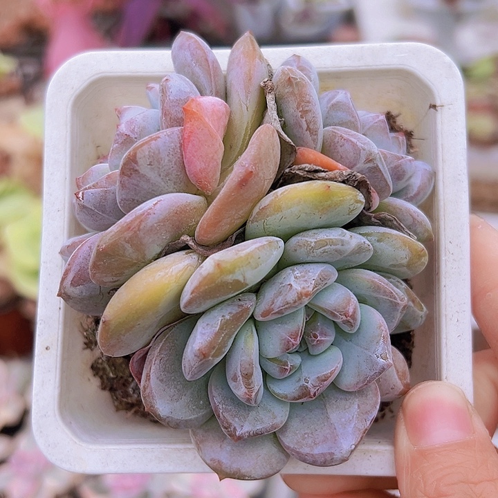 大橙梦路群19包邮脱土