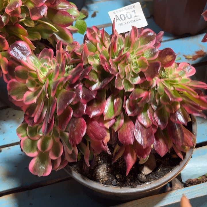 001粉女郎缀多肉植物