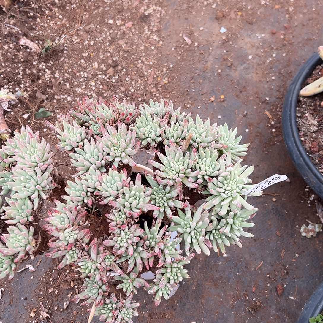 白菊维斯仙女杯多肉。