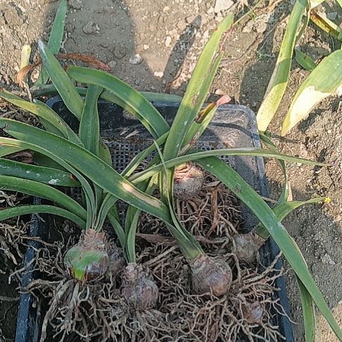 无花朵秋意浓4-5发一个