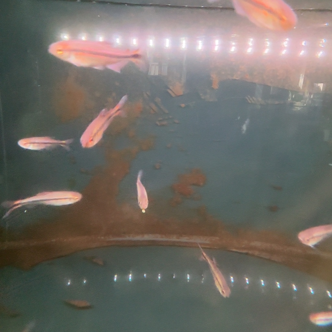 海水卢安纳魔鬼鱼