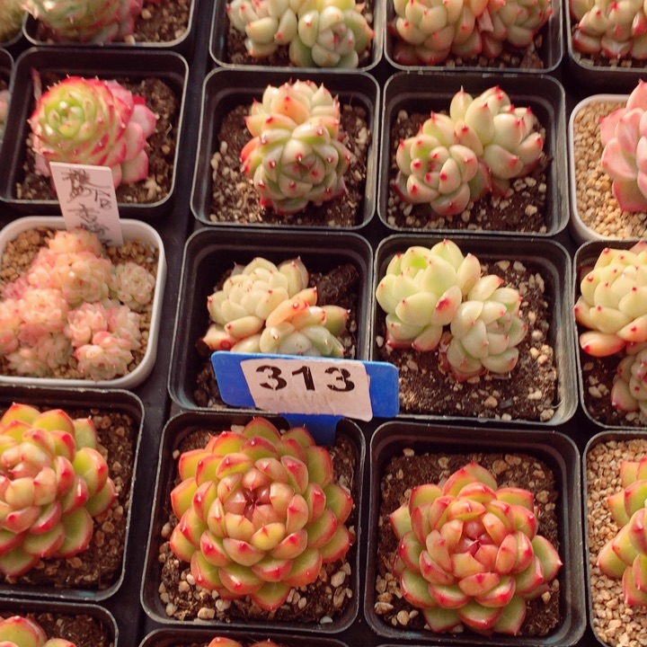 果冻珍妮多肉植物5-6cm左右