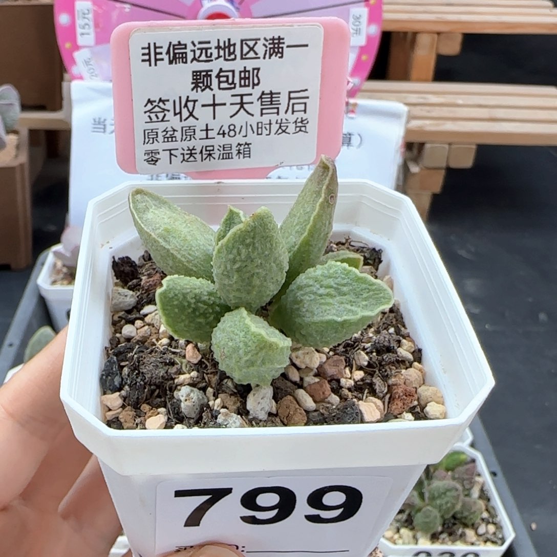799绿皮多肉植物