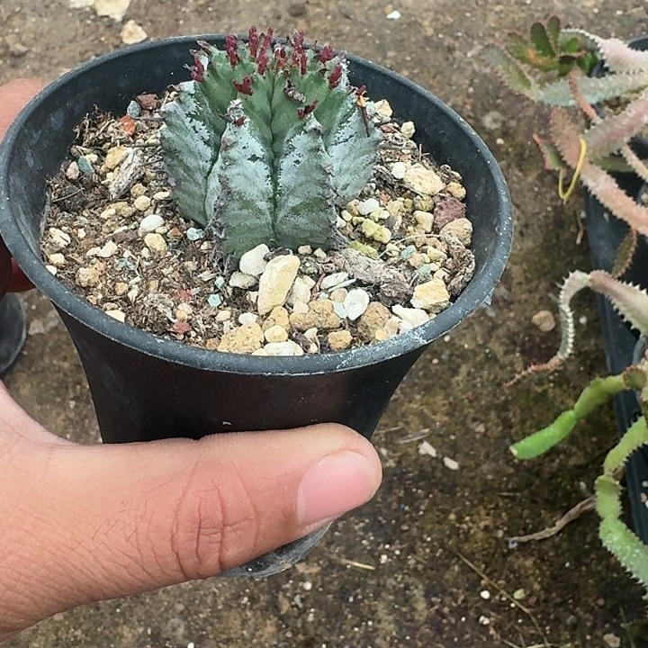 实生魁伟玉带盆发货