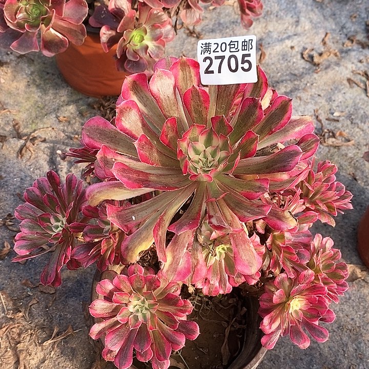 2705 一颗红铜白