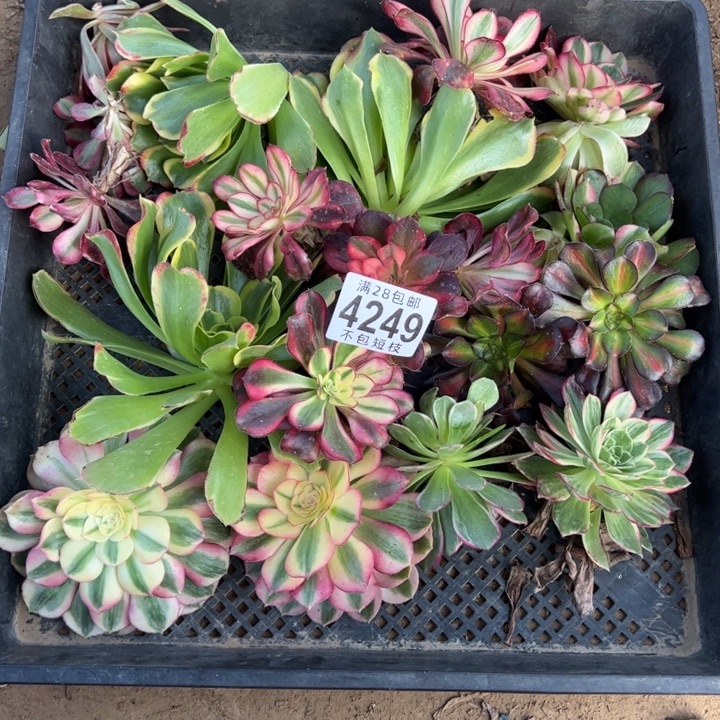 砍头多肉植物法师4249