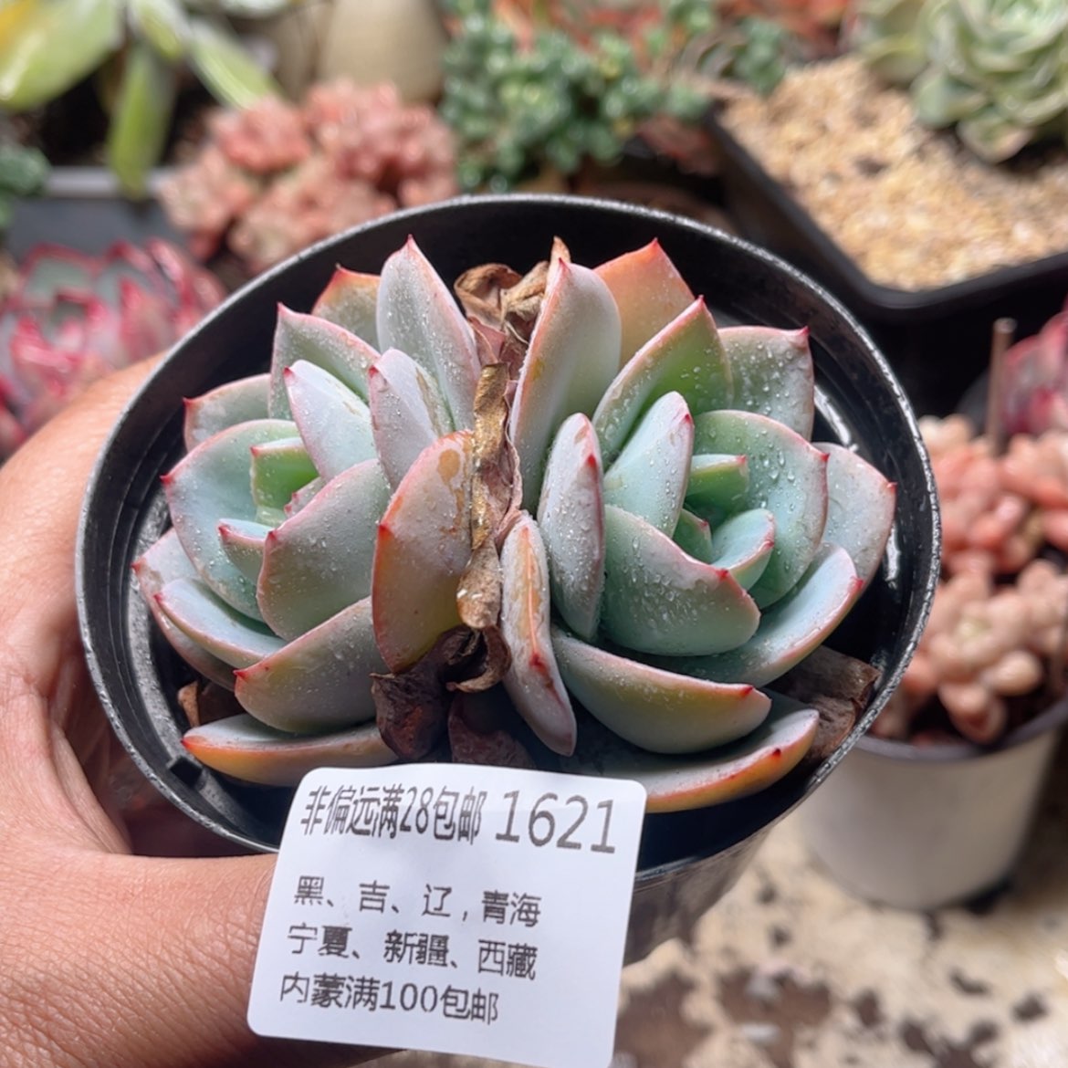 【闪购商品】1621布鲁蓝对肉