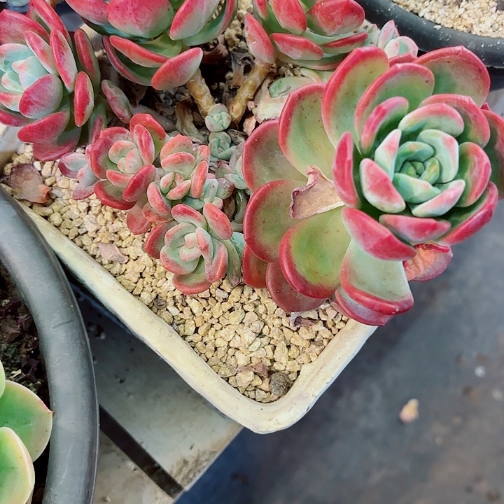 拉萨老桩精品多肉一物一拍孤品