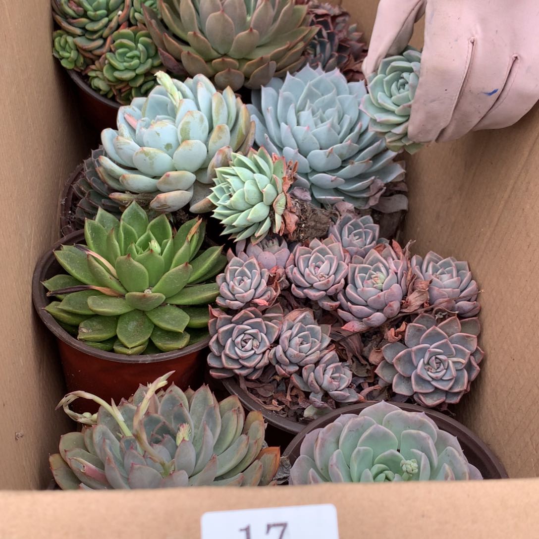 17一箱十棵不重复