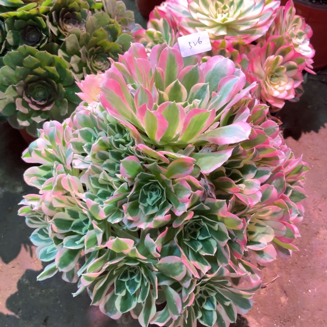 多肉植物白凤526