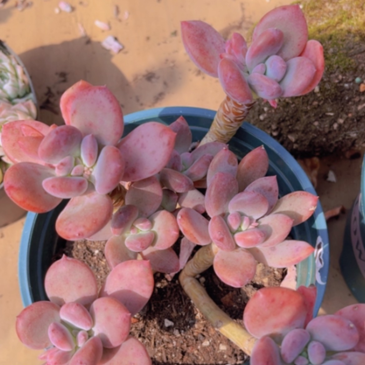 【闪购商品】灰姑娘2174