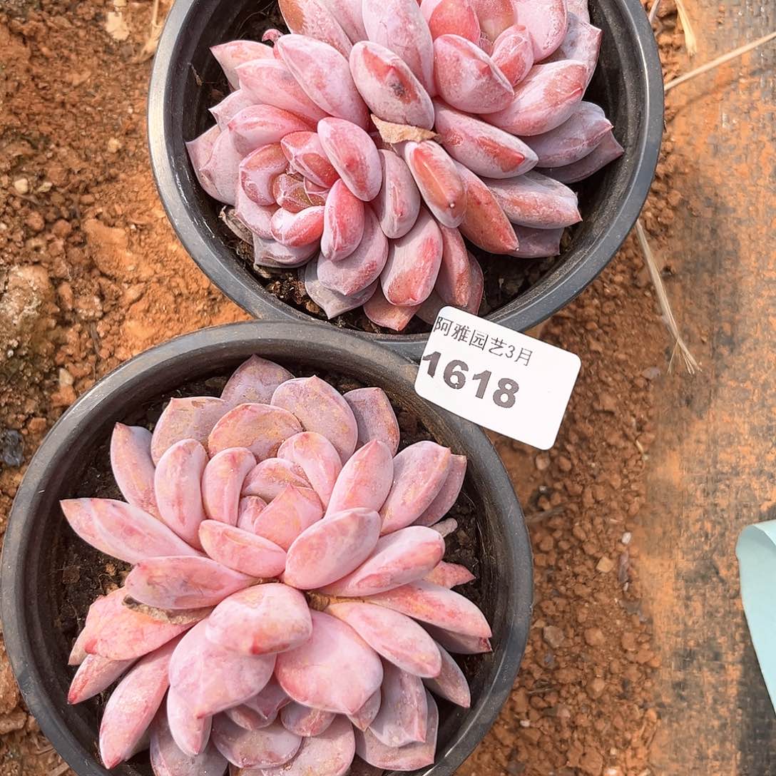 阿雅园艺。   1618