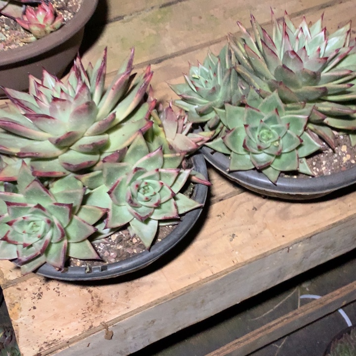 福***制处理特价活动开始啦