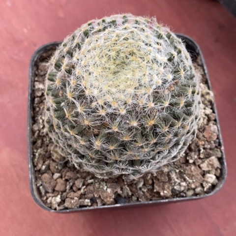 明星大单头6仙人球