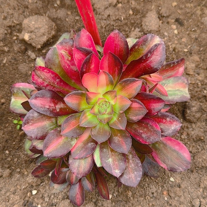 2-182流星雨多肉法师