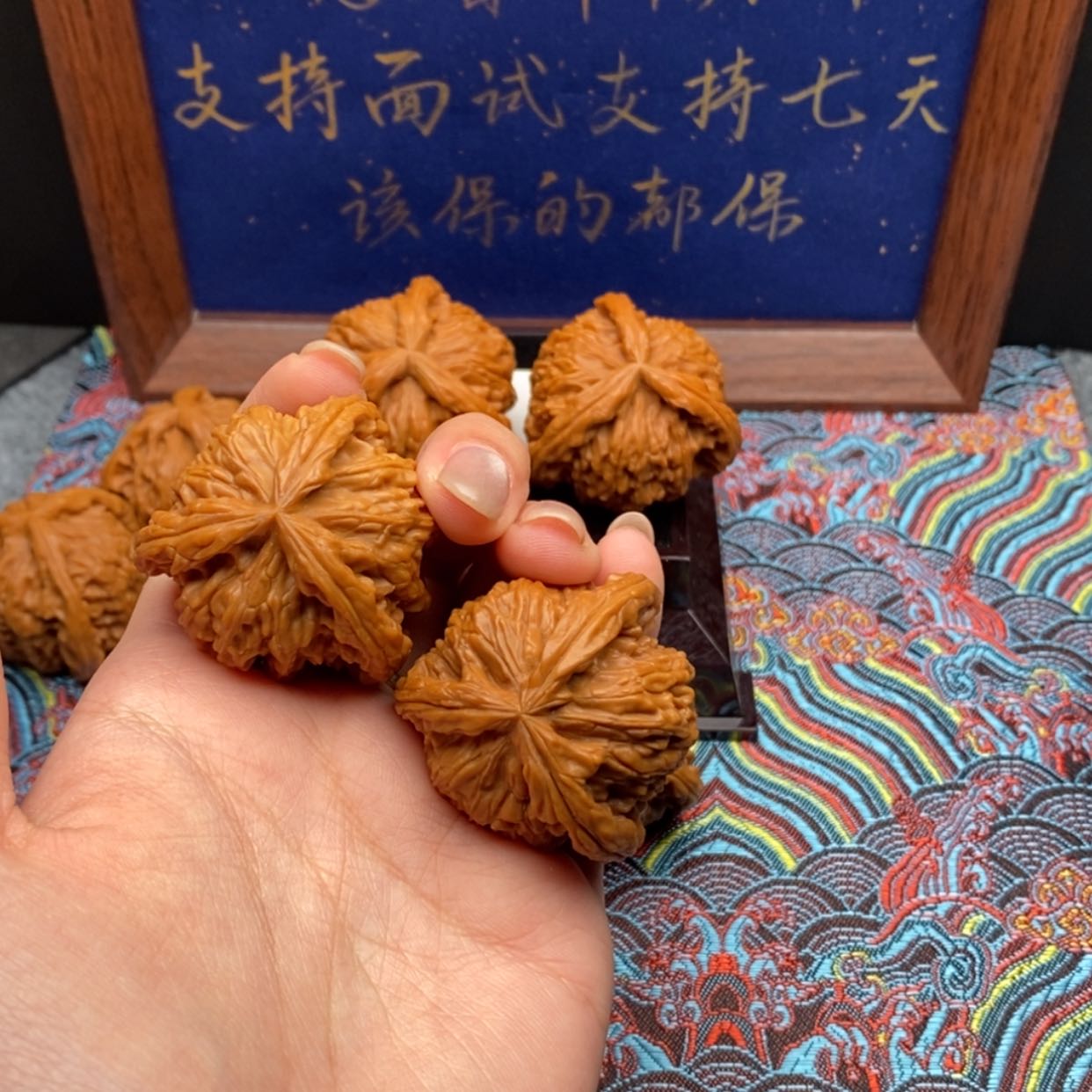 【闪购商品】启*白狮