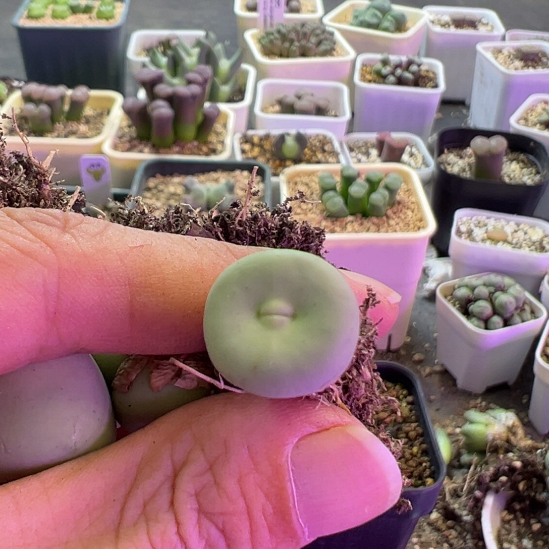 b***u专拍 专拍 肉锥植物