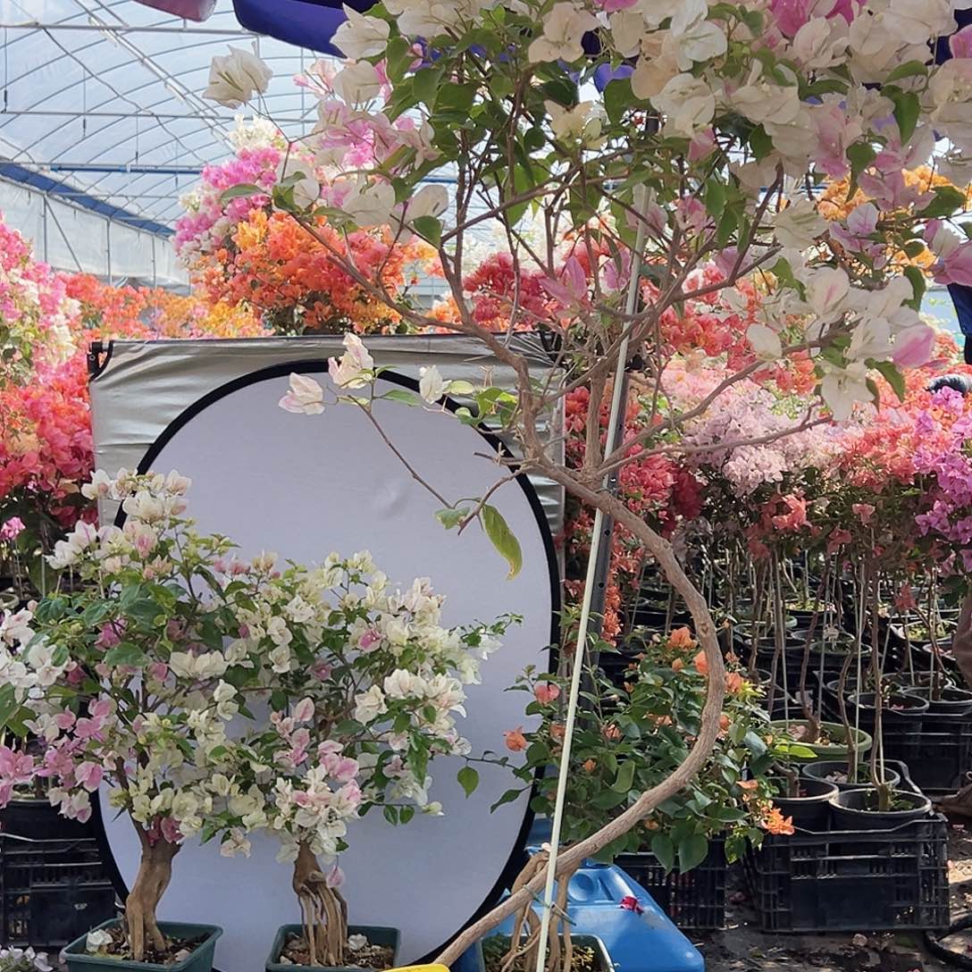 美***家大部分花苞少量开放A6广红樱