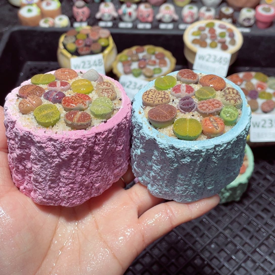 w2353 带盆土发货-零下地区拍保温箱