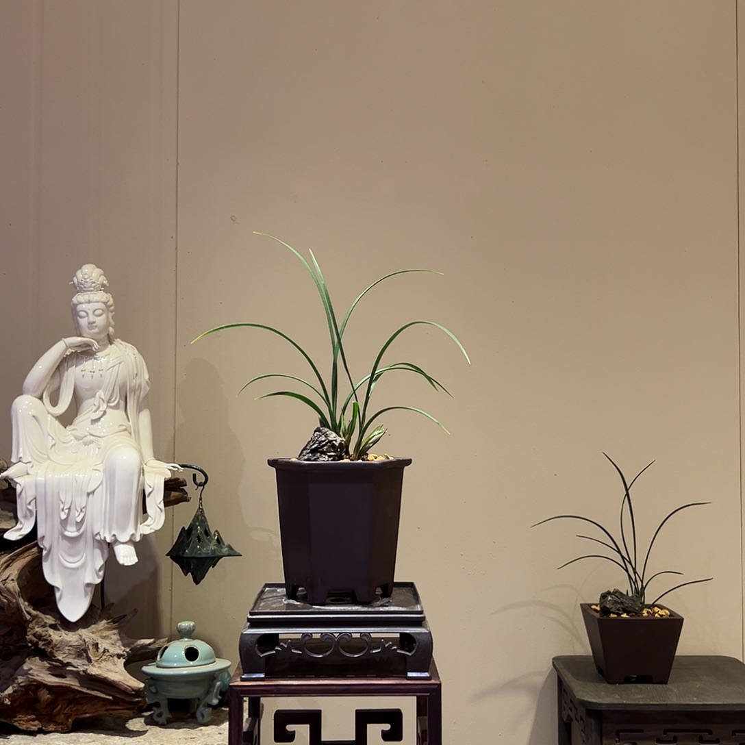 大部分花苞少量开放冠神