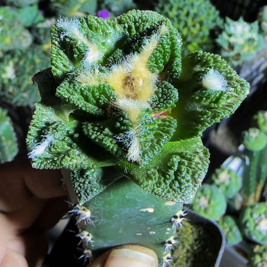 大尤辛顿168仙人球