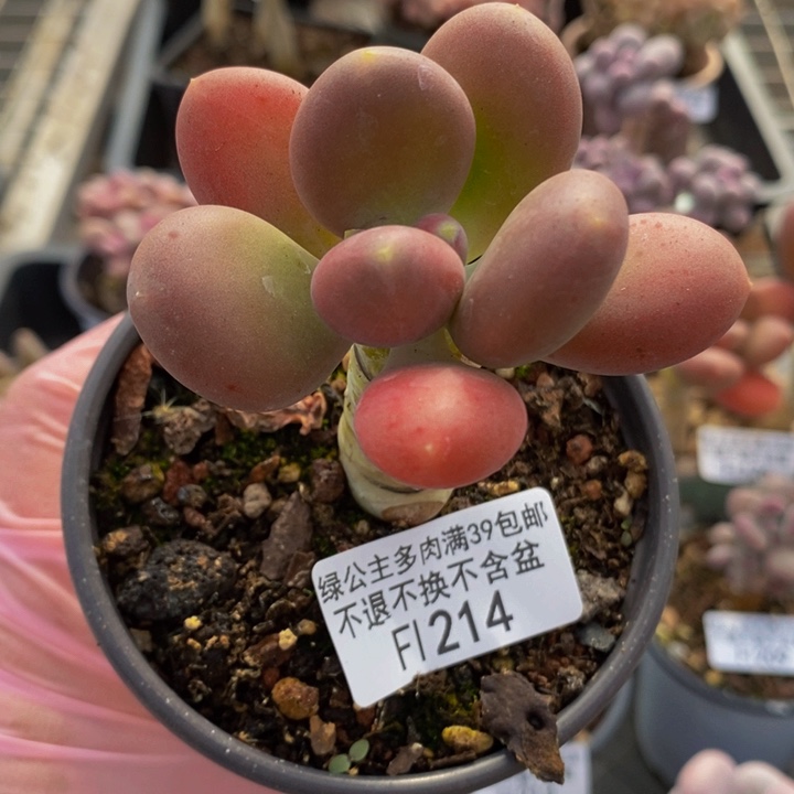 单头金蝉214多肉植物