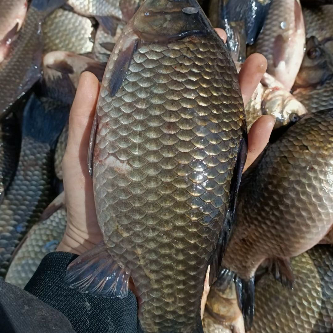 查干湖镇雪姐湖新鲜野生鲫鱼现捕现发炖汤滋补