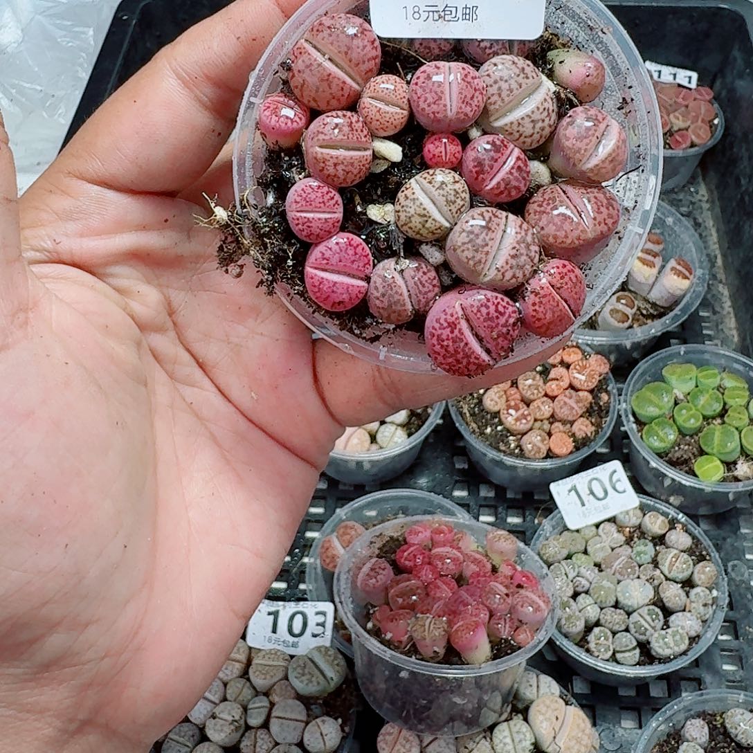 115多肉植物多肉植物