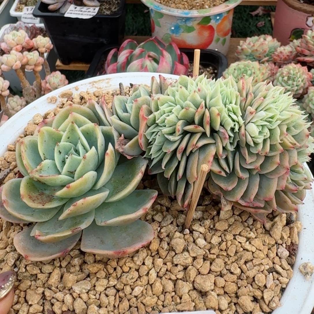 1790一物一拍（满28包邮）