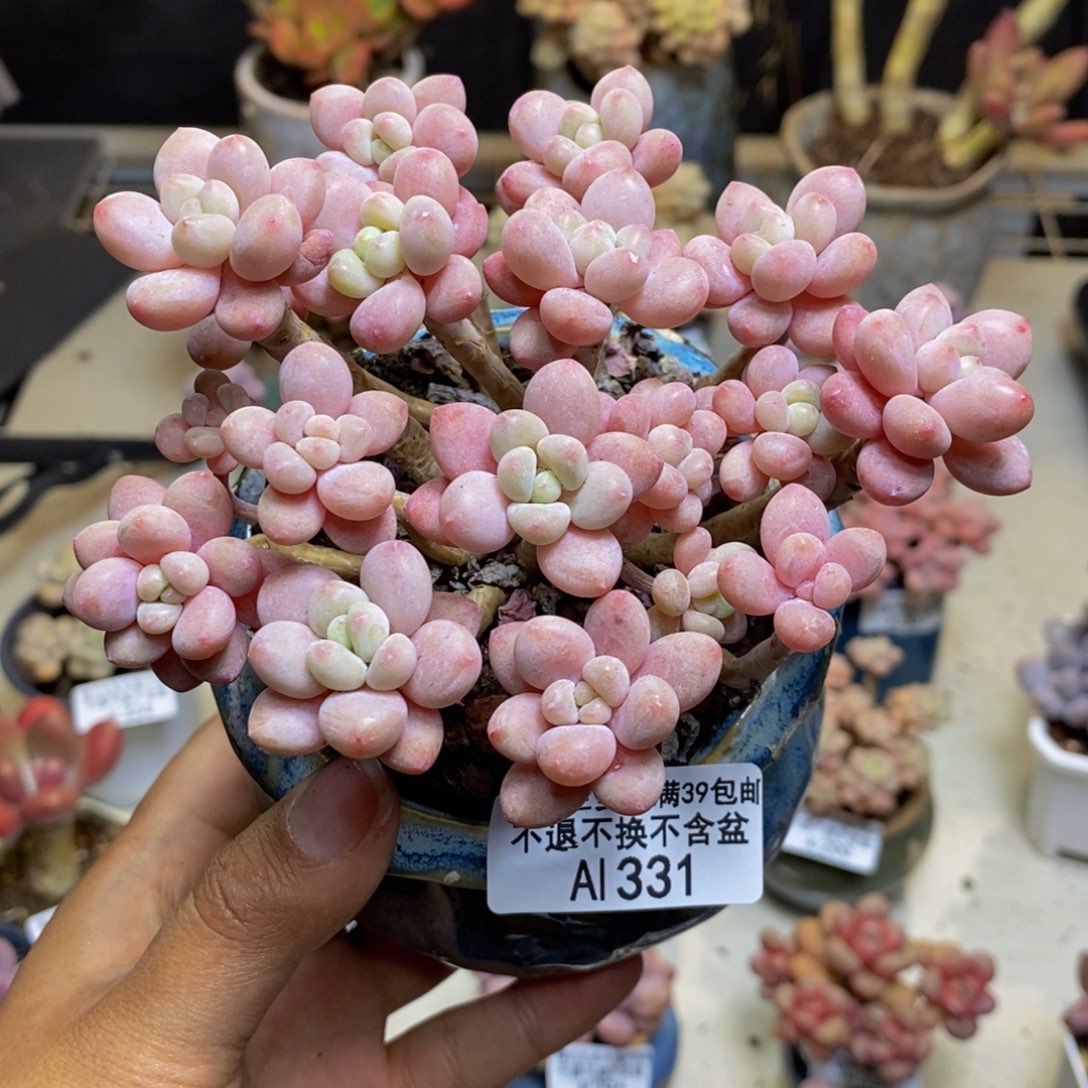 331鱼子酱多肉9c m