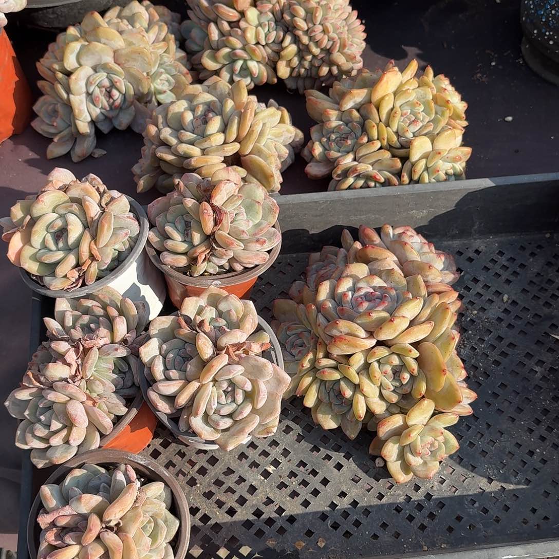 星影群8颗脱土发货