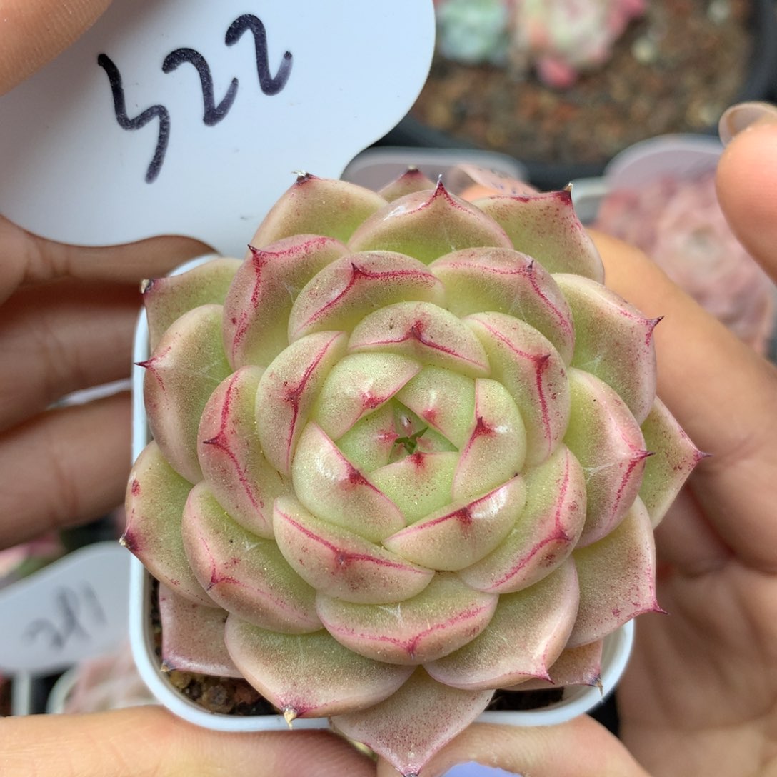 麦秆单头多肉322