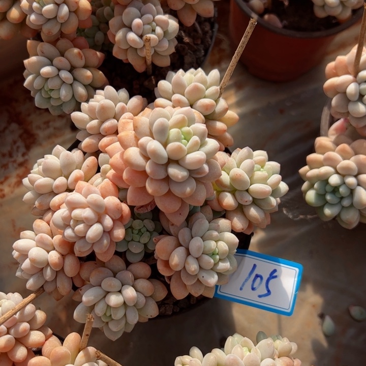 105洛可可平平安安健健康康