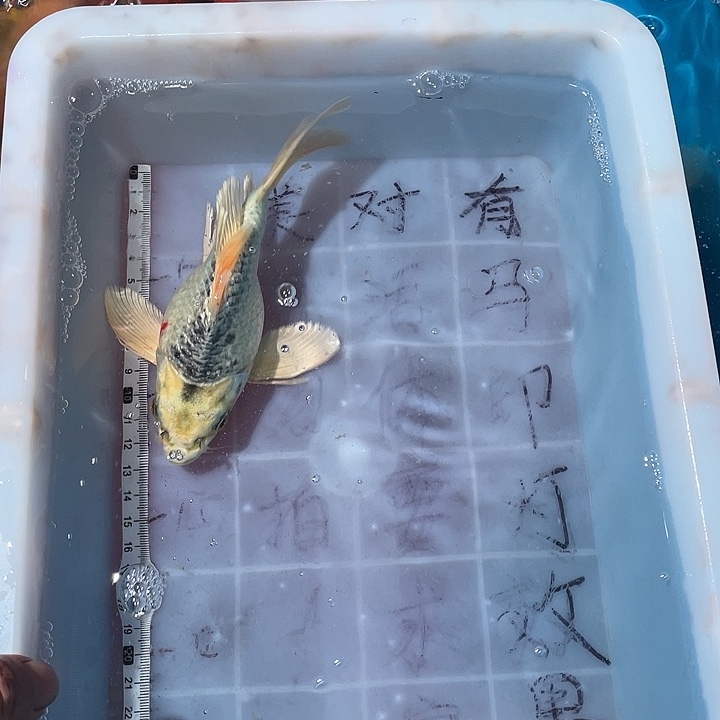 蝴蝶鲤鱼渔场直发86