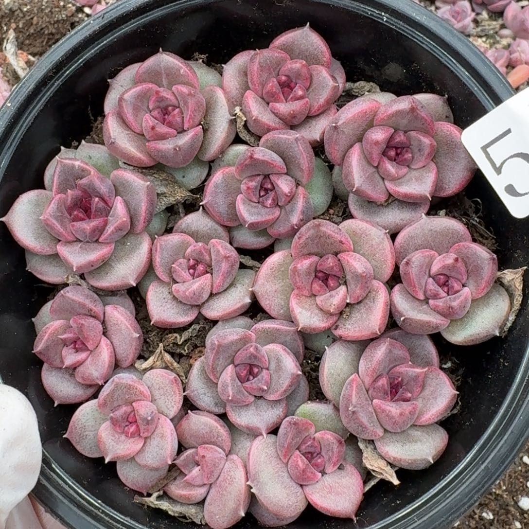 多肉植物多肉植物547