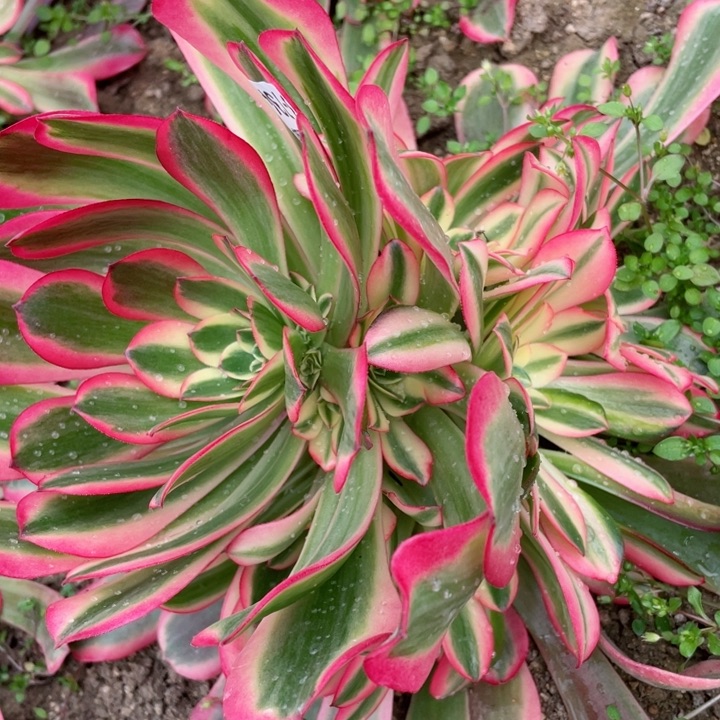 734美杜莎粉体多肉12345678