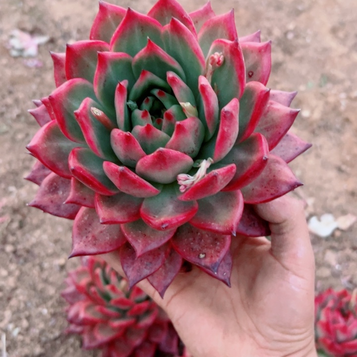 精品多肉植物老桩